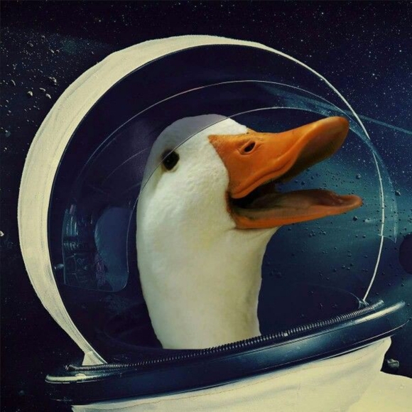 duckinspace11